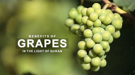 Benefits of Grapes in the Light of Quran