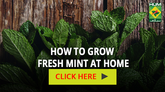 How to grow fresh mint at home | Totkay